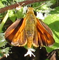 Folded-Winged Skipper Butterfly