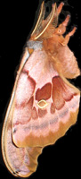 Polyphemus Moth side view