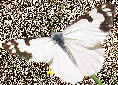 Pine White Butterfly in motion