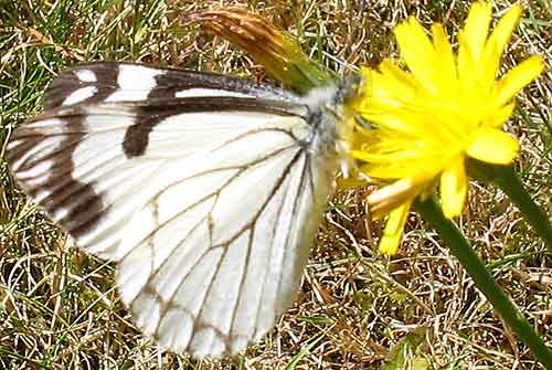 Pine White Butterfly (side view)