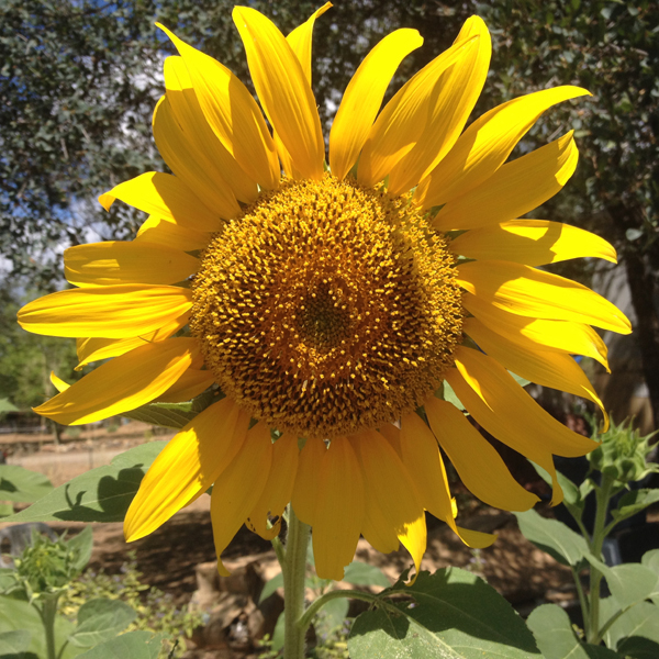 Sunflower from our garden