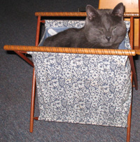 Cat-in-a-basket
