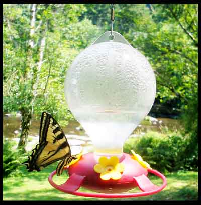 Western Tiger Swallowtail Butterfly in our hummingbird feeder