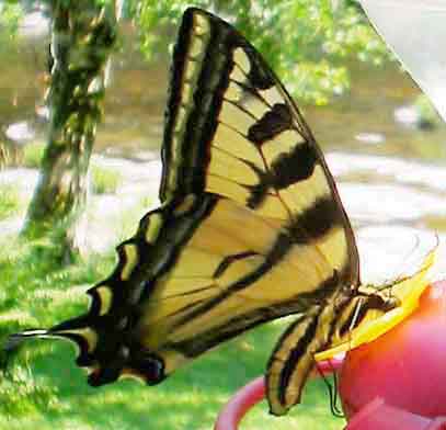 Western Tiger Swallowtail Butterfly