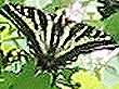 Butterfly Moth