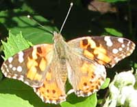 Painted Lady Butterfly