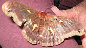 Columbia Silkmoth