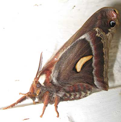 Columbia Silkmoth