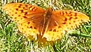 fritillary