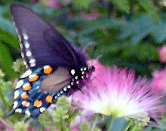 Pipevine Swallowtail Butterfly