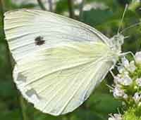 Sulphur Butterfly