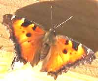 California Tortoiseshell Butterfly