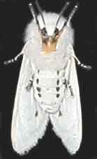 White Moth