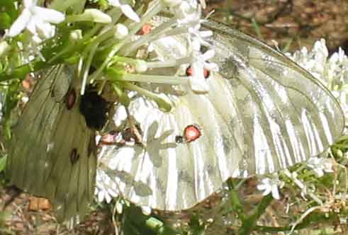 Pink spots on underside of wings