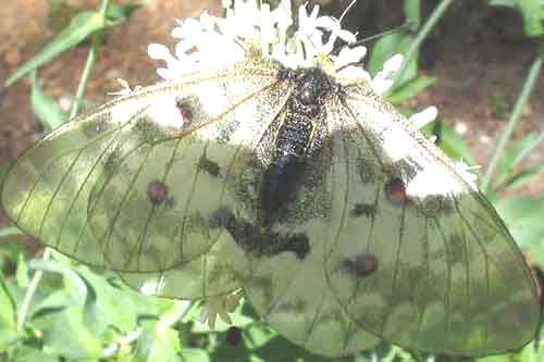Look right through the butterfliy's wings