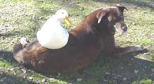 Luke, the BARF diet poster boy.