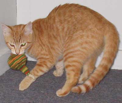 knit gourd